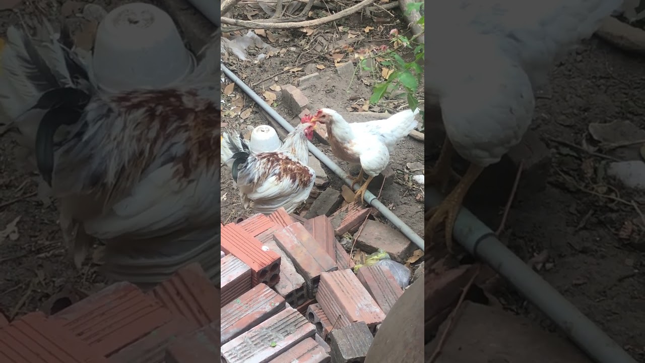Đàn Gà 🐔 🐓 Nhà Tuấn Nguyễn 448 Lê Văn Việt,Tăng Nhơn Phú A Q9 HCMC,17/02/2026-01/01 Bính Ngọ 2026.