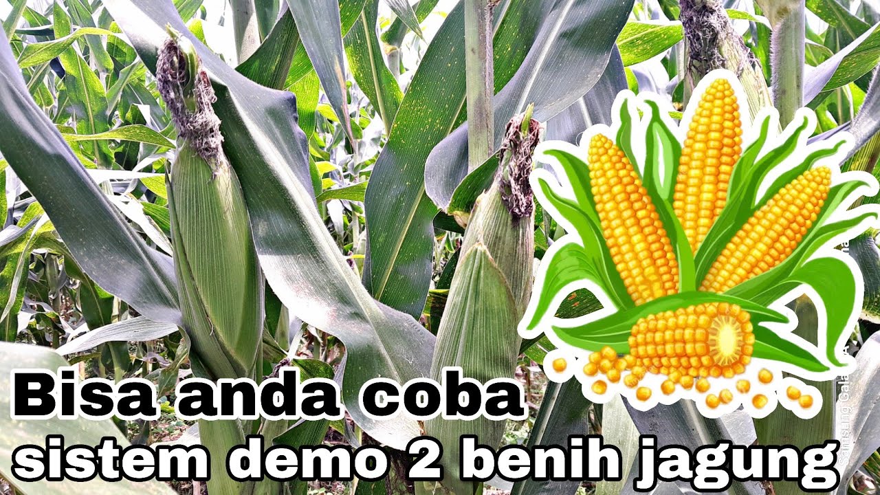 Tanan Jagung dengan sintem demo 2 jenis benih jagung #petani #petanijagung 
