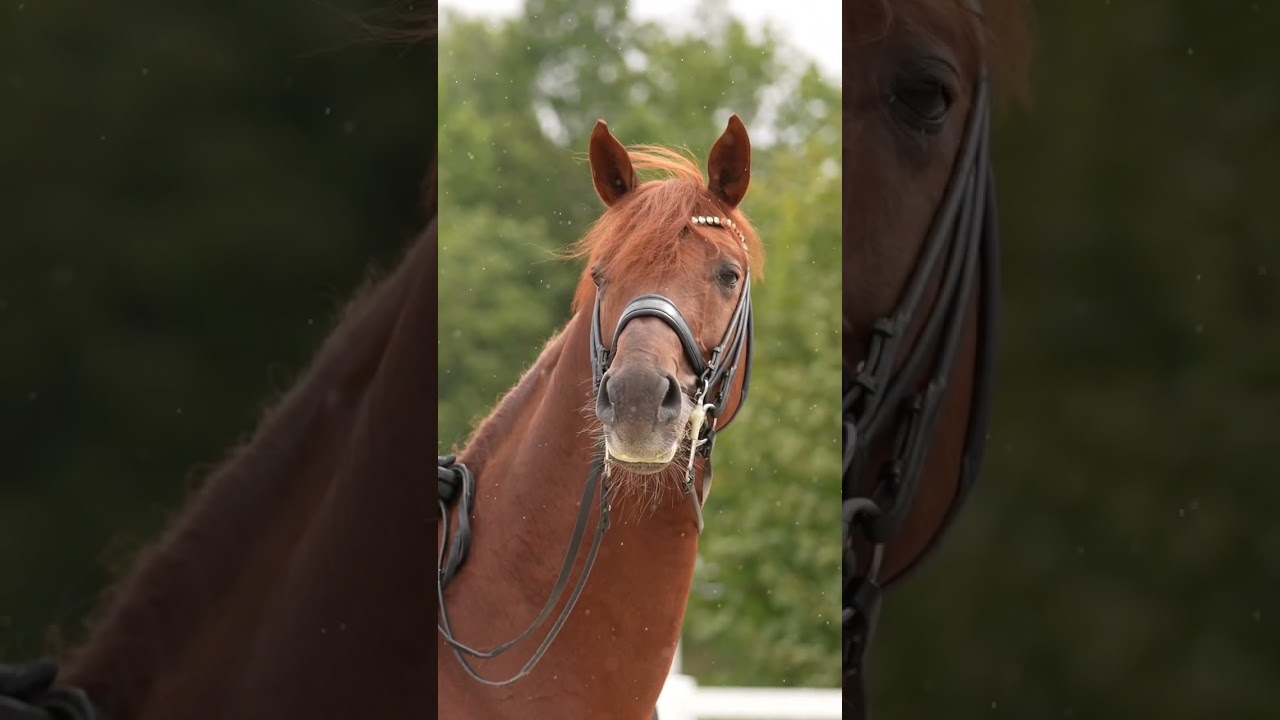 Springbank #dressage #horse #pferd #dressur #dressurpferd #reiten #springbank