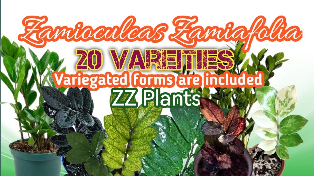 20 ZZ Plant Varieties 2023 | PlantFactory TV
