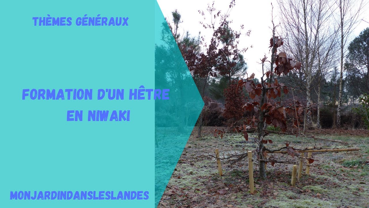 Formation d'un hêtre en niwaki (suite) - Monjardindansleslandes
