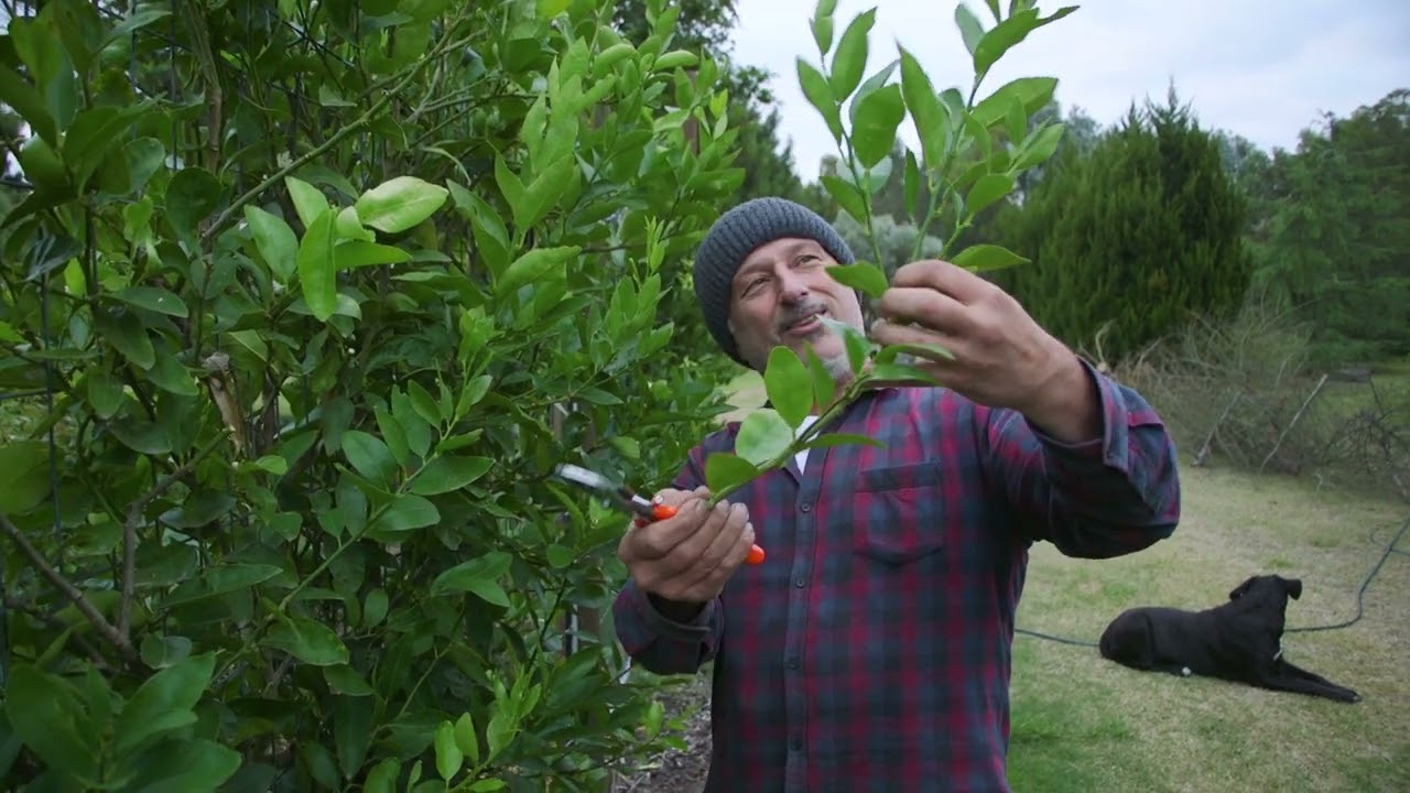 Pruning Espalier Citrus Trees