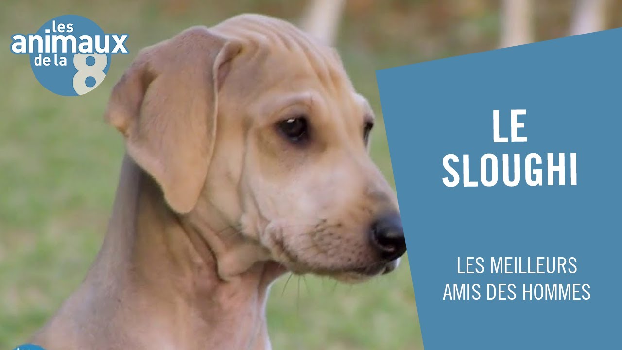 Le Sloughi, un lévrier berbère - Les Animaux de la 8