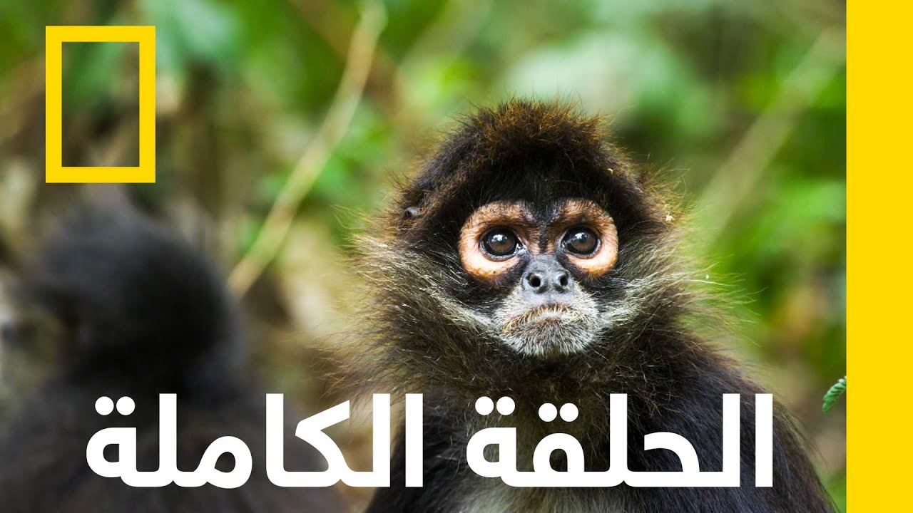 عودة قرود العنكبوت | مهمة حرجة | ناشونال جيوغرافيك أبوظبي