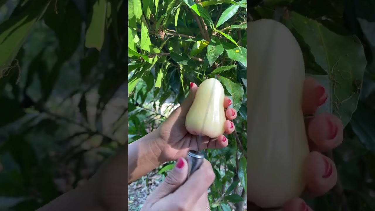 Unboking Jambu Air Madu #jambuamadu