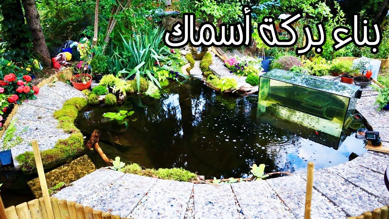 شاهد عمل بركة أسماك رائعة في الحديقة، كل ما تحتاج معرفته