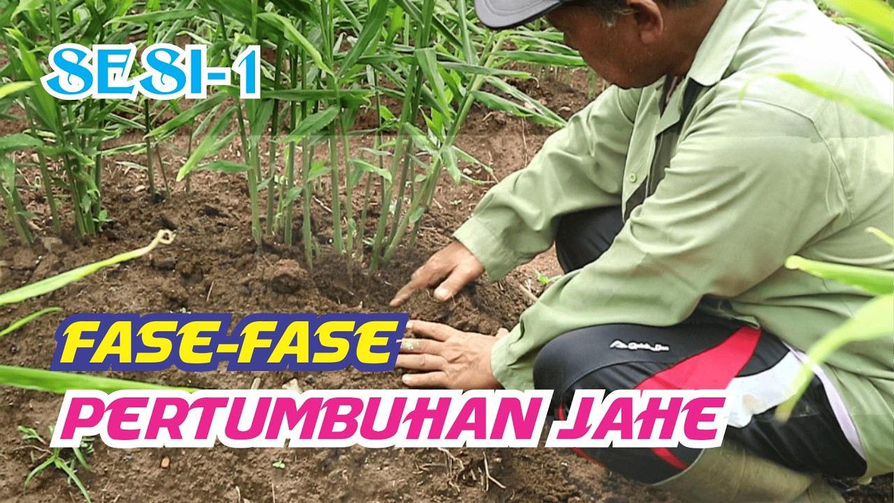 Petani Jahe Harus Tahu Fase Fase Pertumbuhan Jahe | Agar Tidak Salah Tindakan