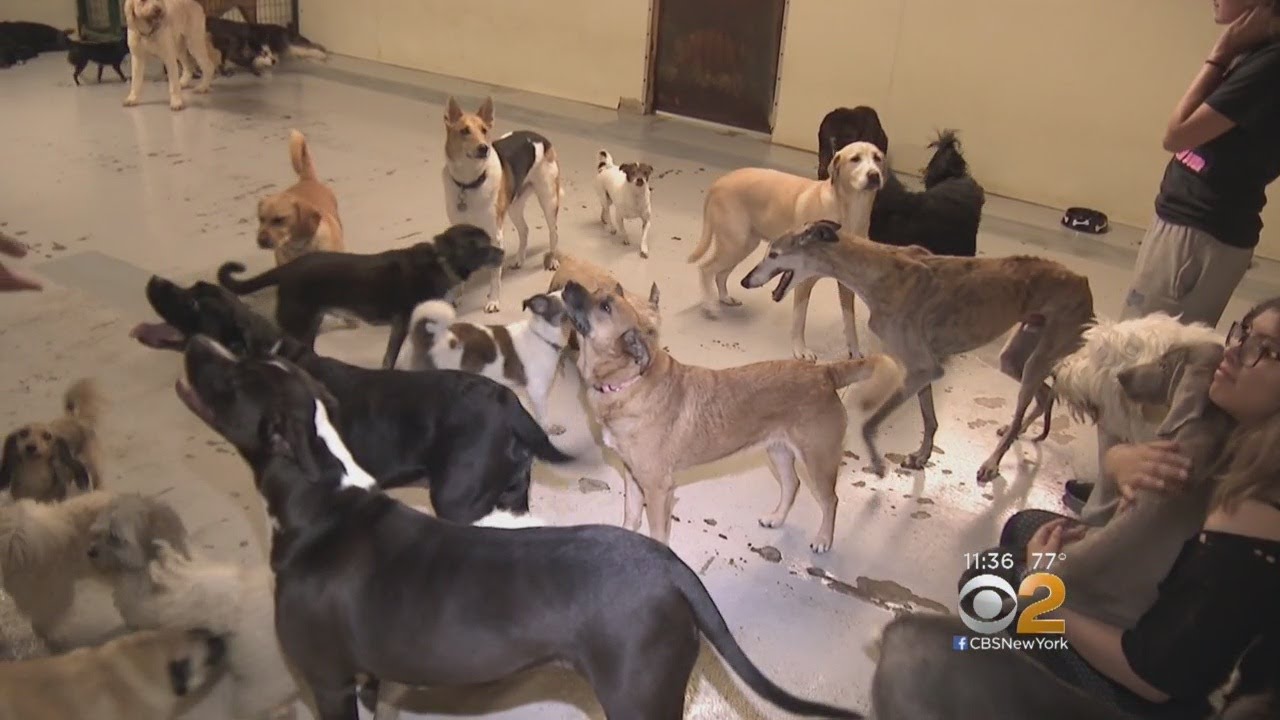 Gun Range Workers Rescue Dogs From Flood