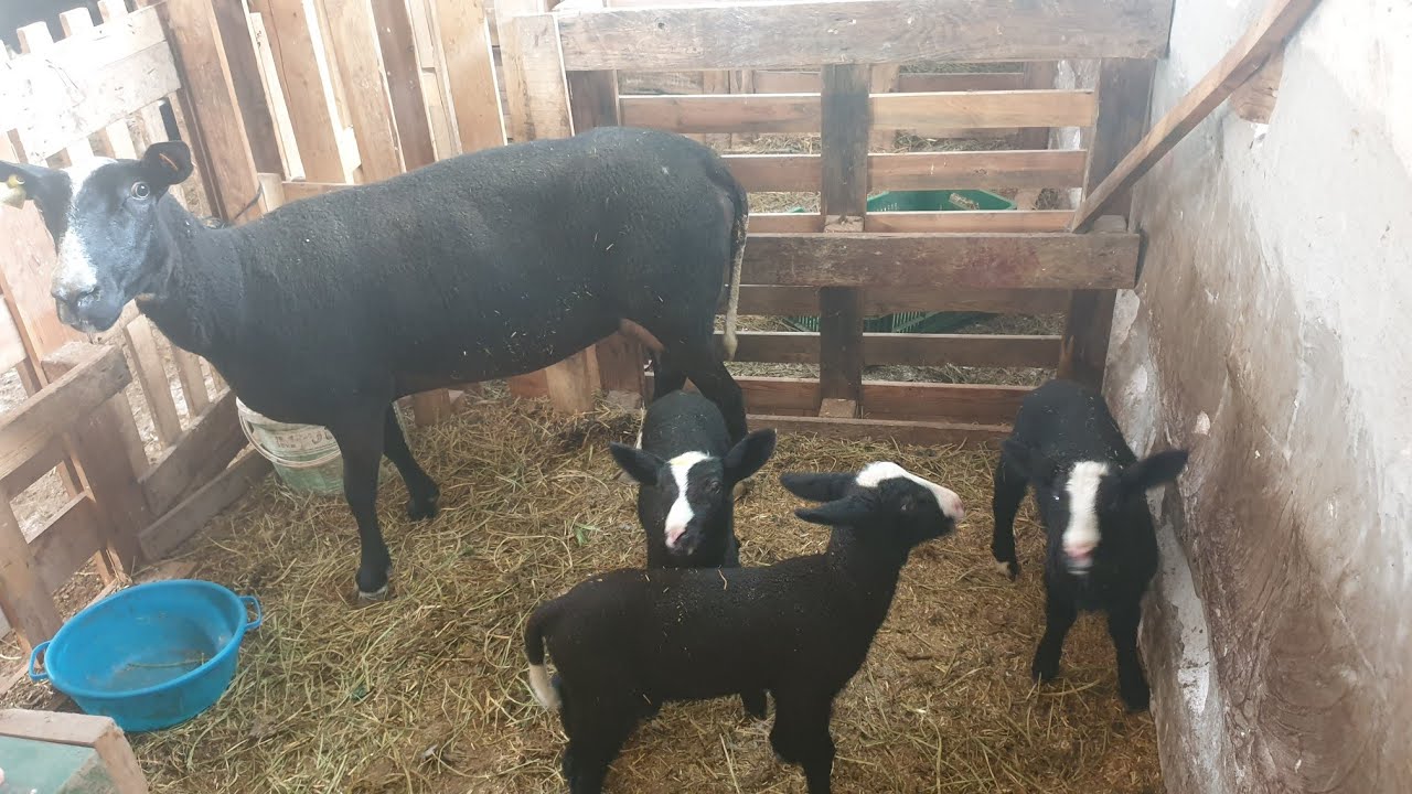 Zwartbles Koyunu