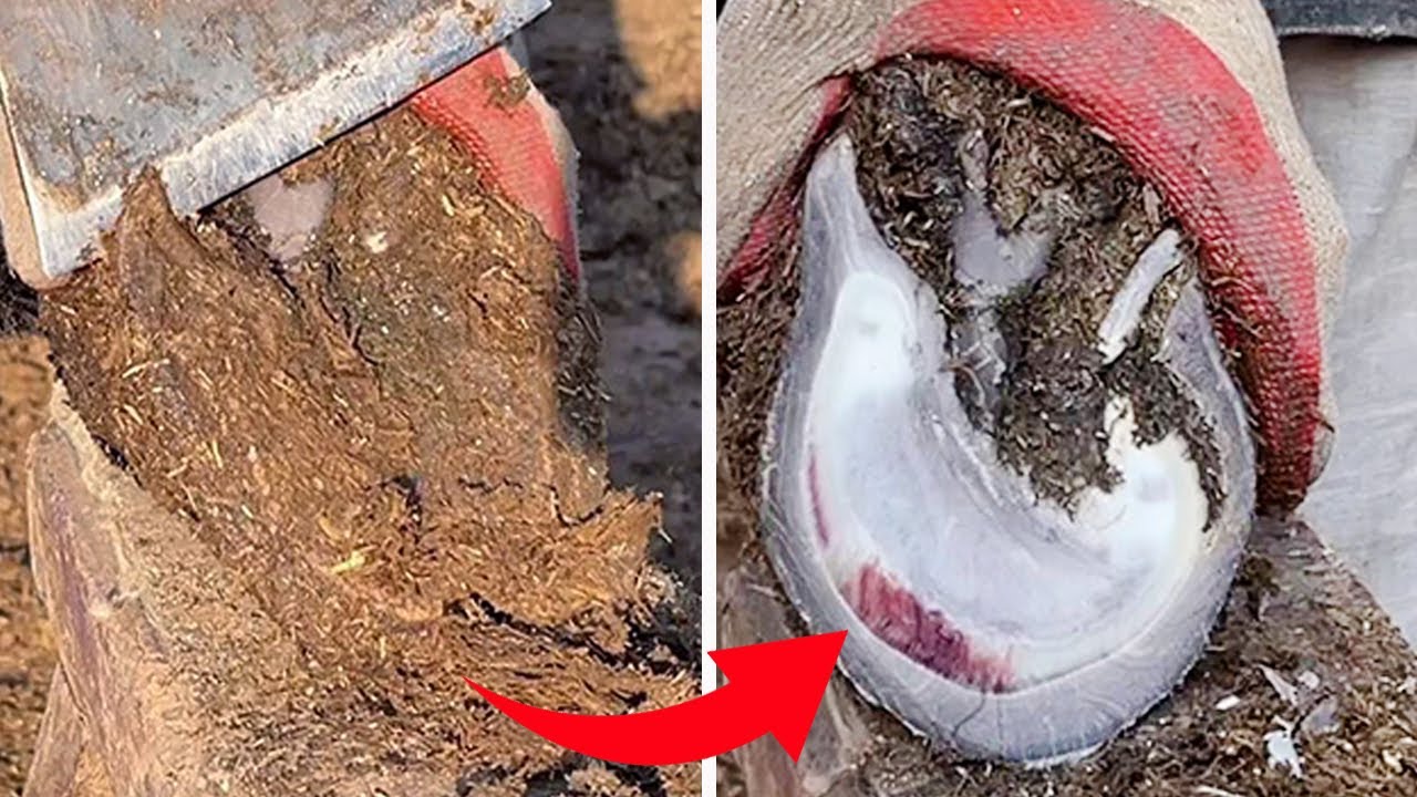 The master repaired the donkey hoof, there was a blood blister! 【Black Donkey Prince & ASMR hoof】