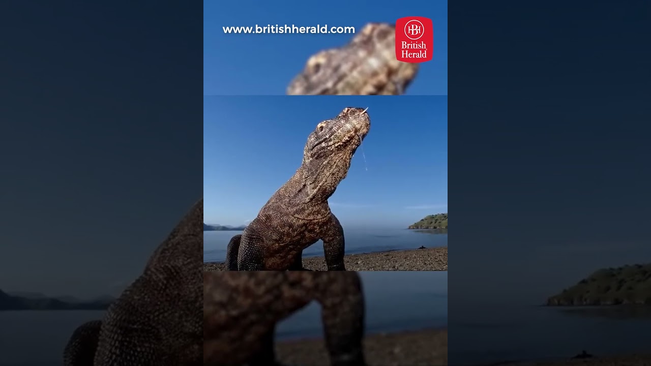 Ancient lizard-like species discovered in Australia #britishherald #wildlife