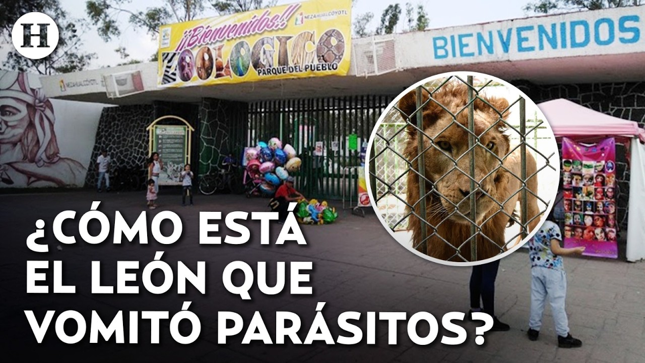 ¿Cerrarán el zoológico? Profepa rescata a león maltratado en el Parque del Pueblo en Nezahualcóyotl