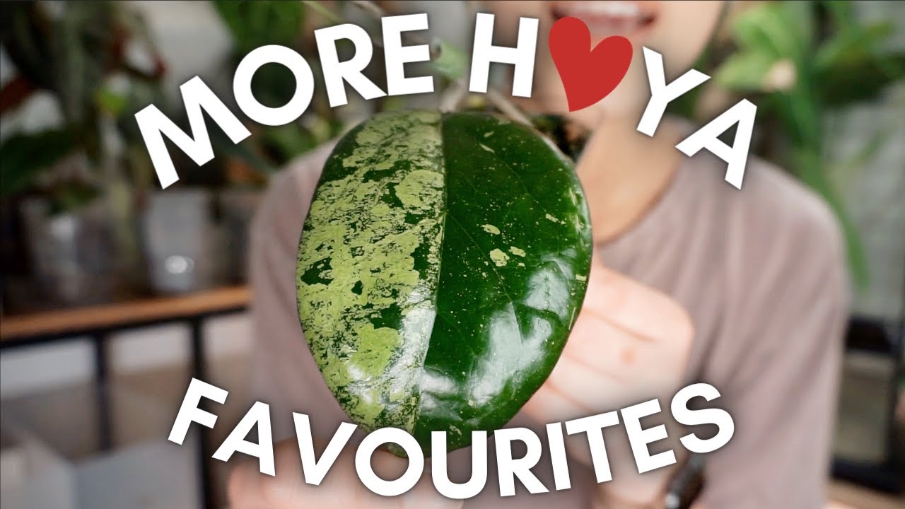 Updated Hoya favourites! 😍