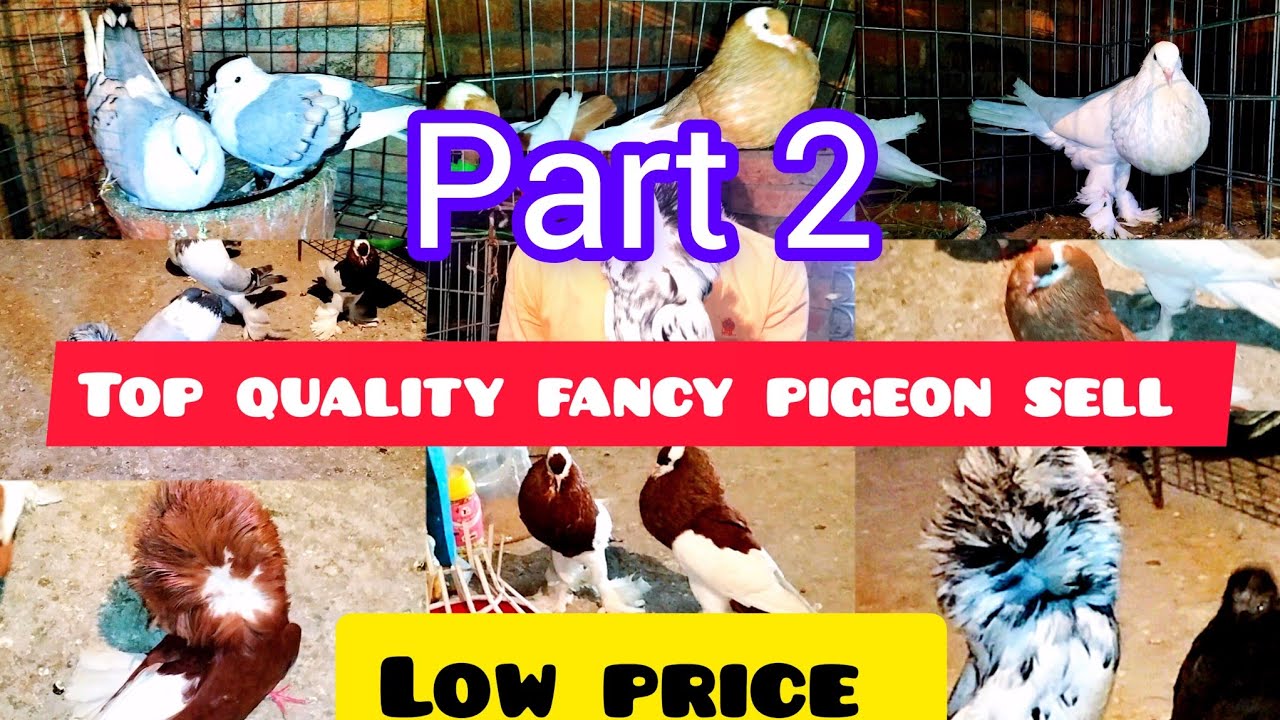 পাহাড়পুর top quality fancy pigeon farms recent video @Smanimalscare99
