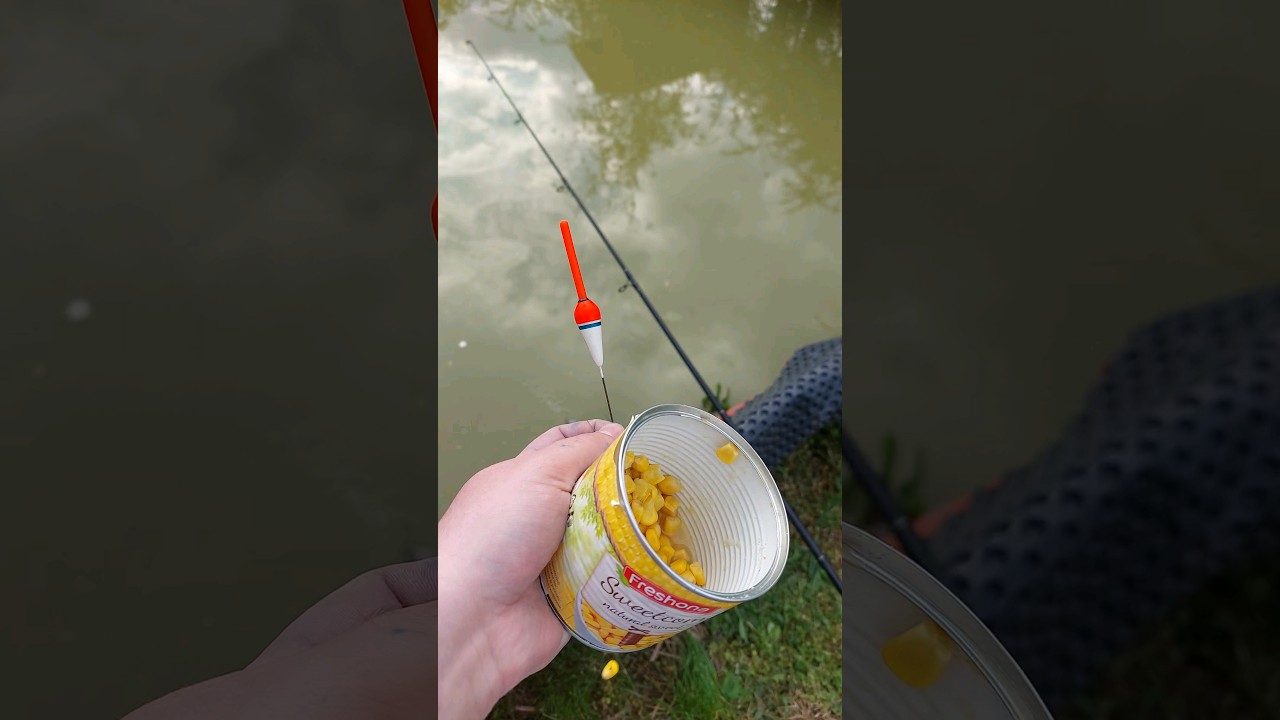 PESCUIT LA PLUTĂ #carpfishing