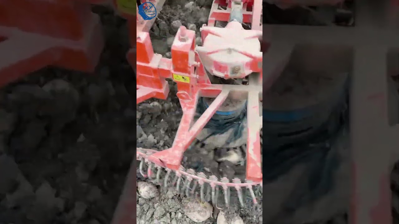 Powerful Beet Harvester in Action | Efficient Sugar Beet Harvesting in the Field #farmmachinery