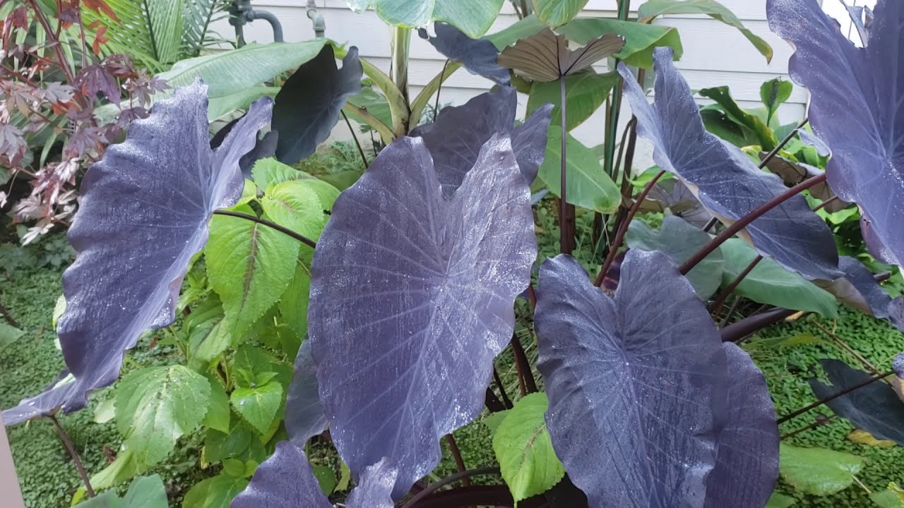 Black Magic or Black Runner Elephant Ear?  - Taking over!
