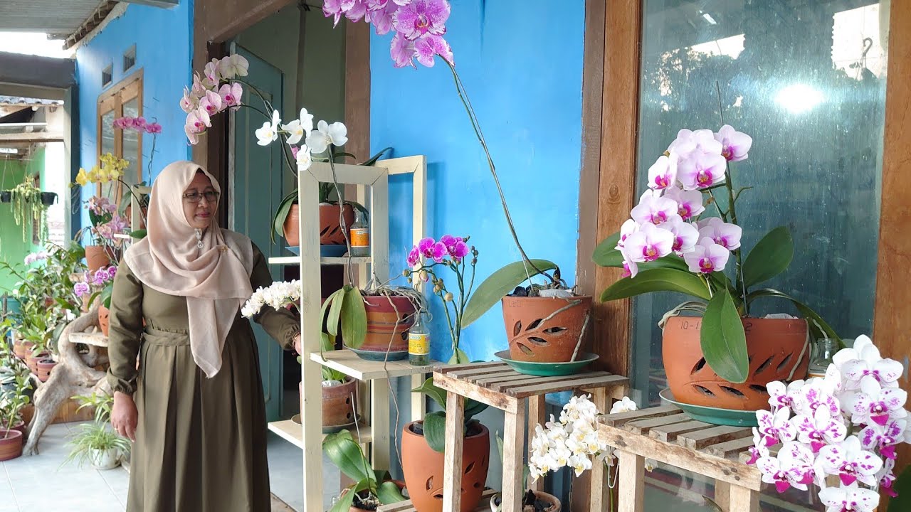 Anggrek Bulan di ujung desa awet subur rajin berbunga by bunda Nurlaeli Blitar