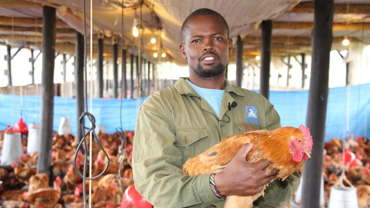 Rearing the #Kenbro Kienyeji Chicken