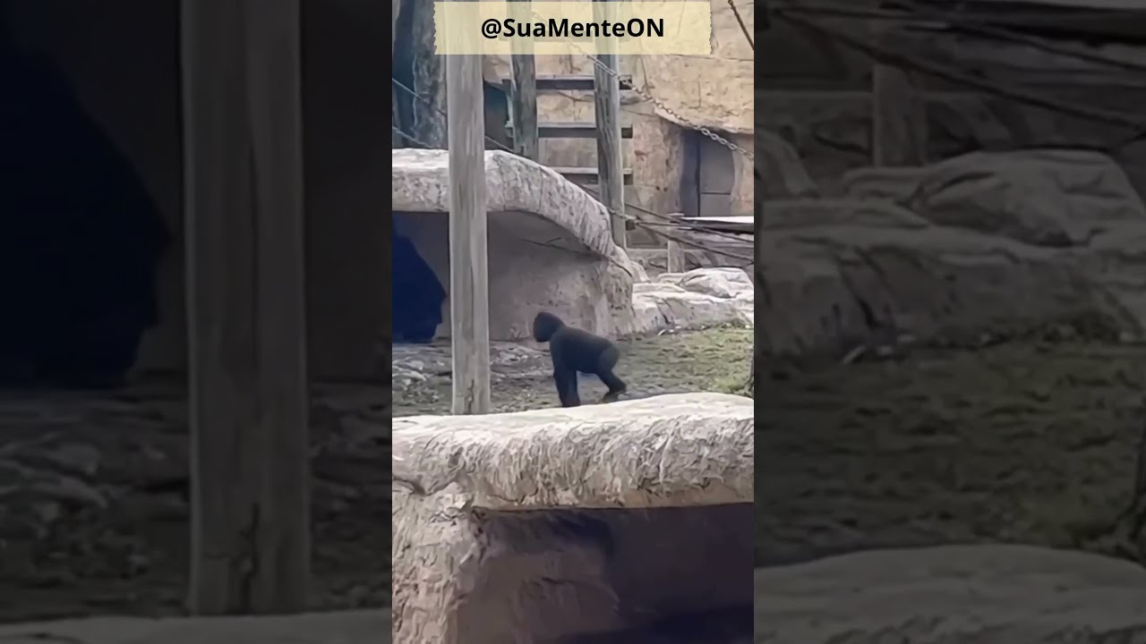 Risos Garantidos: Os Momentos Mais Engraçados de Animais em Ação!