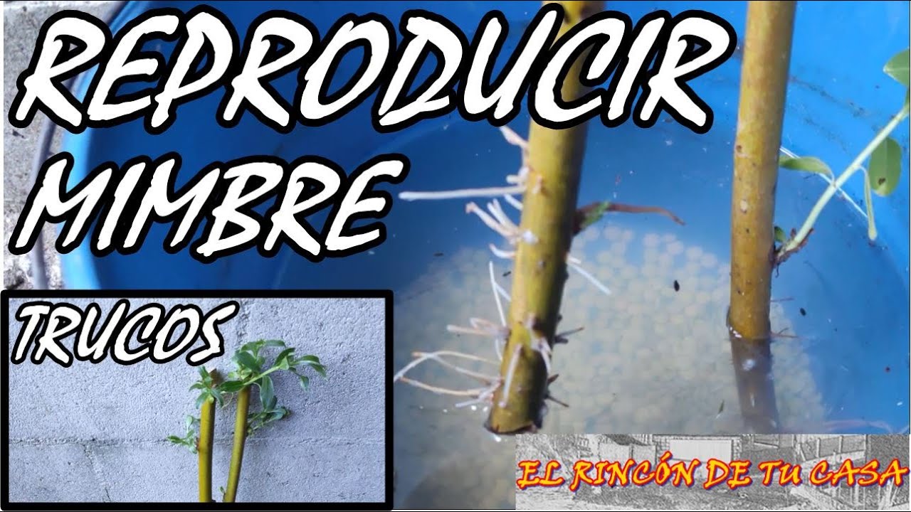 como REPRODUCIR árbol de  MIMBRE