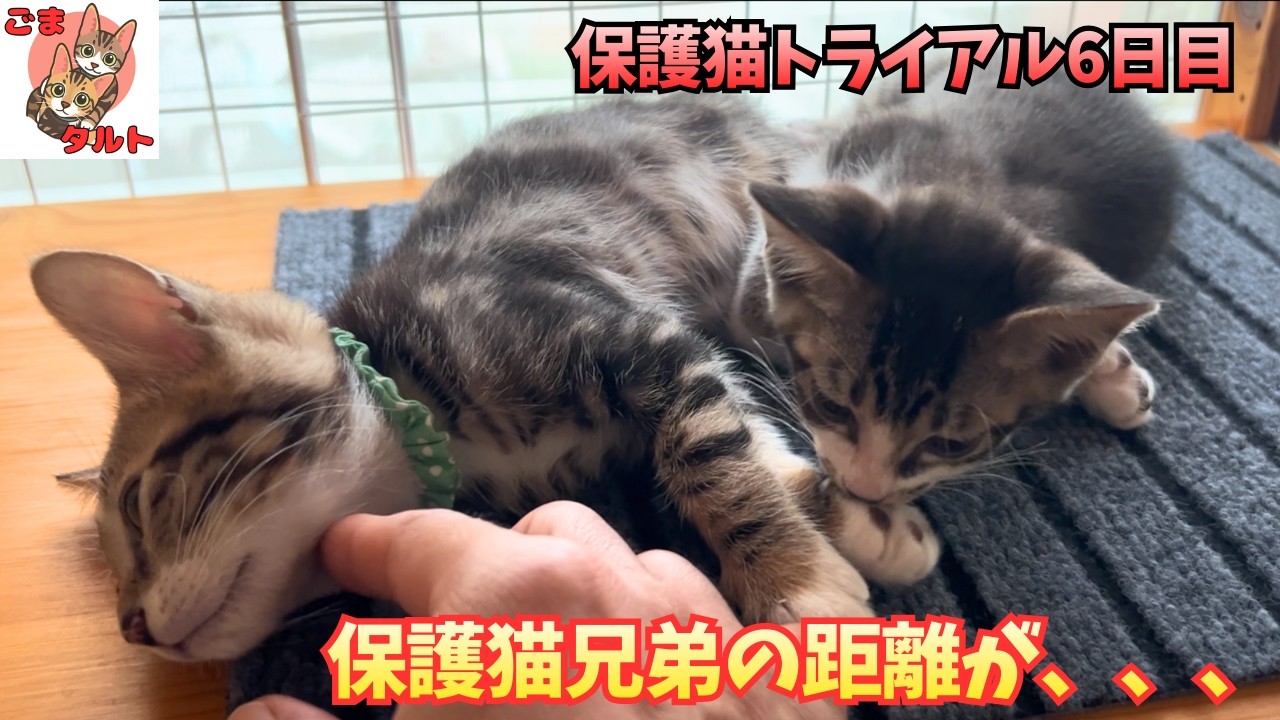 【保護猫トライアル6日目】追いかけっこから一転…膝の上で眠るまで