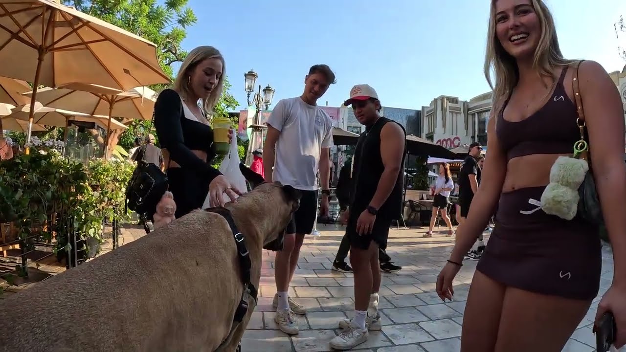 Cash 2.0 Great Dane at The Grove and Farmers Market in Los Angeles 121