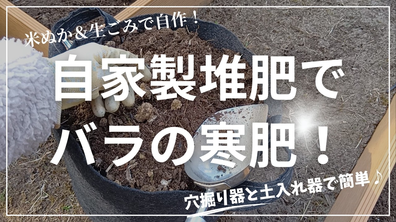 自家製米ぬか生ごみ堆肥でバラの寒肥！穴掘り器と土入れ器で簡単♪