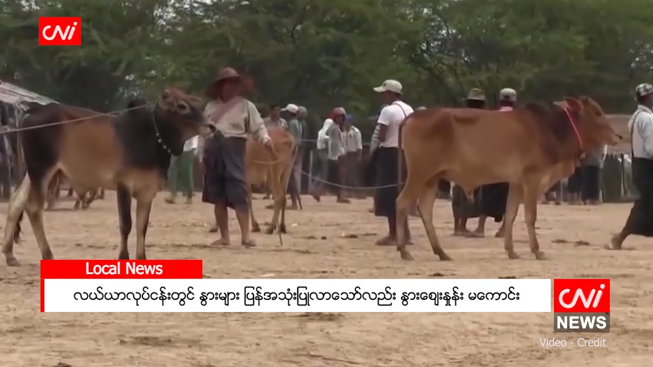 လယ်ယာလုပ်ငန်းတွင် နွားများ ပြန်အသုံးပြုလာသော်လည်း နွားဈေးနှုန်း မကောင်း