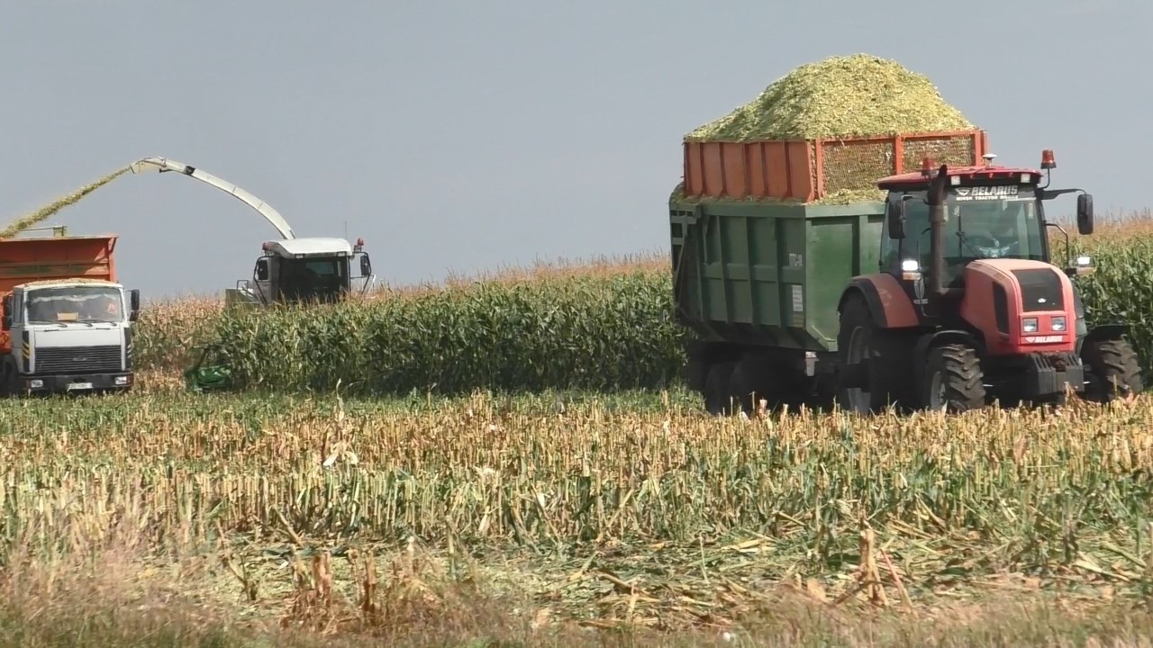Золотая кукуруза: CLAAS Jaguar 870, МАЗ и МТЗ – в битве за урожай!