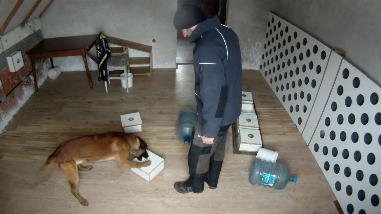 Malinois Training  drugs search تدريب المالينوا على كشف المخدرات