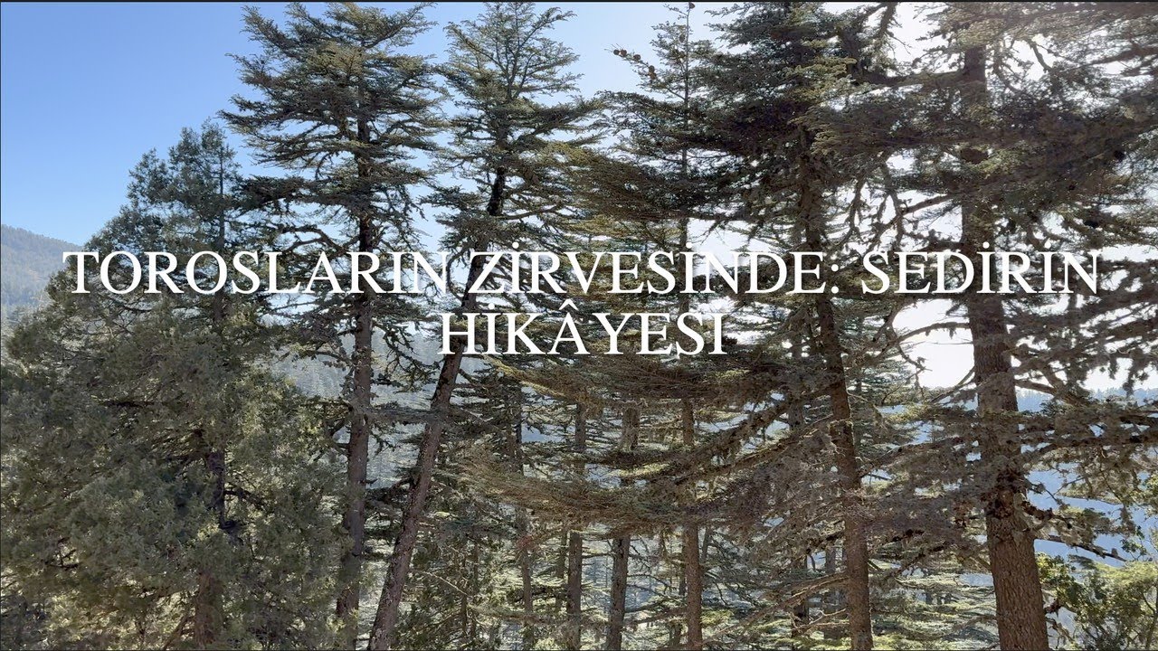 Torosların Zirvesinde: Sedirin Hikâyesi | Cedar Forests of the Taurus Mountains