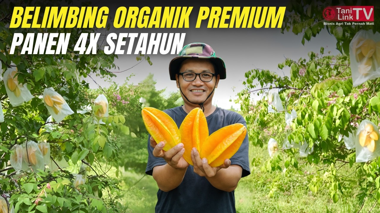 Berawal dari 2 Bibit, Kini Ratusan Pohon! Kisah Sukses Budidaya Belimbing Premium di Sleman