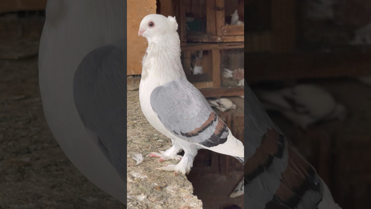 Satinette pigeon #pigeon #racingpigeon #birds #bird