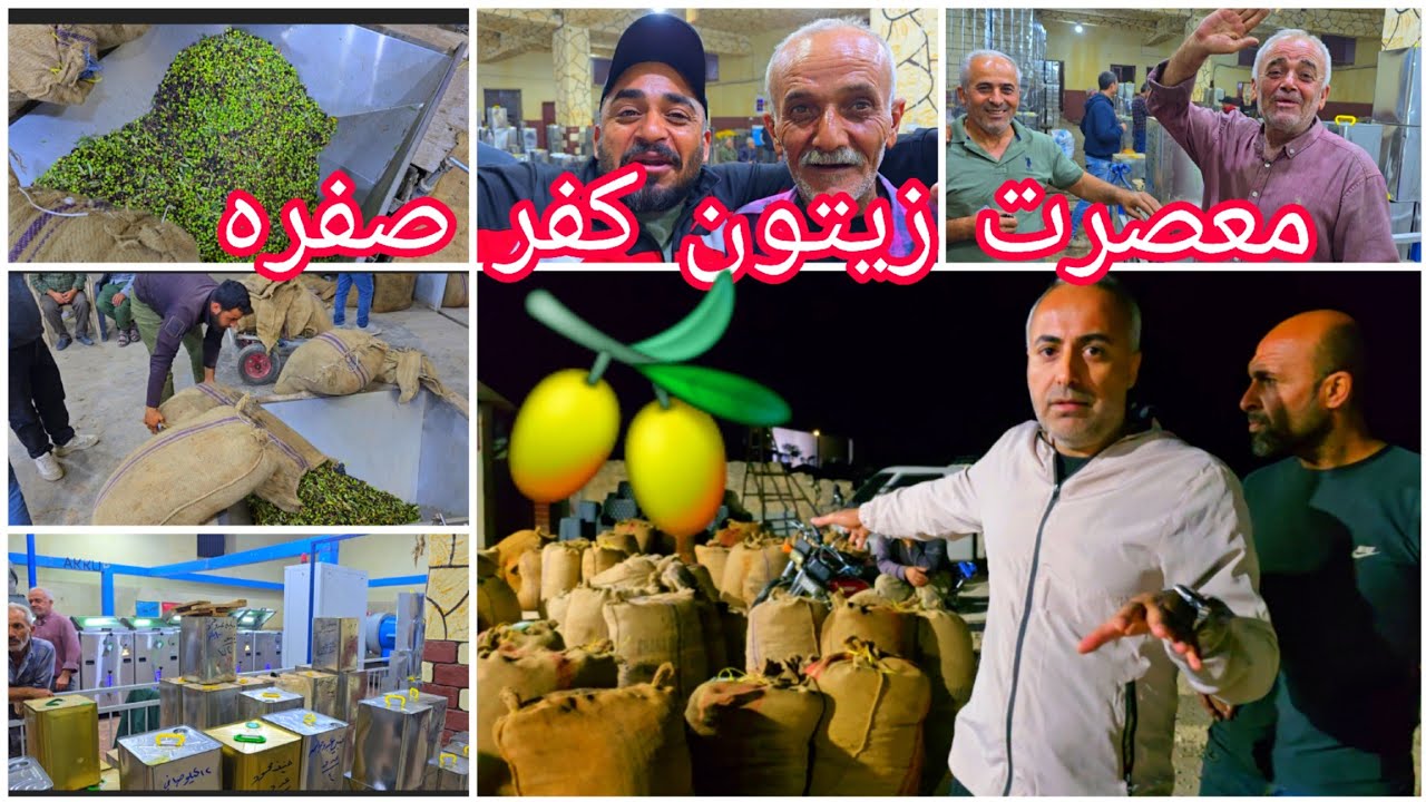 معصرت زيتون في قرية كفر صفره💚 الات جديده🥰🫒