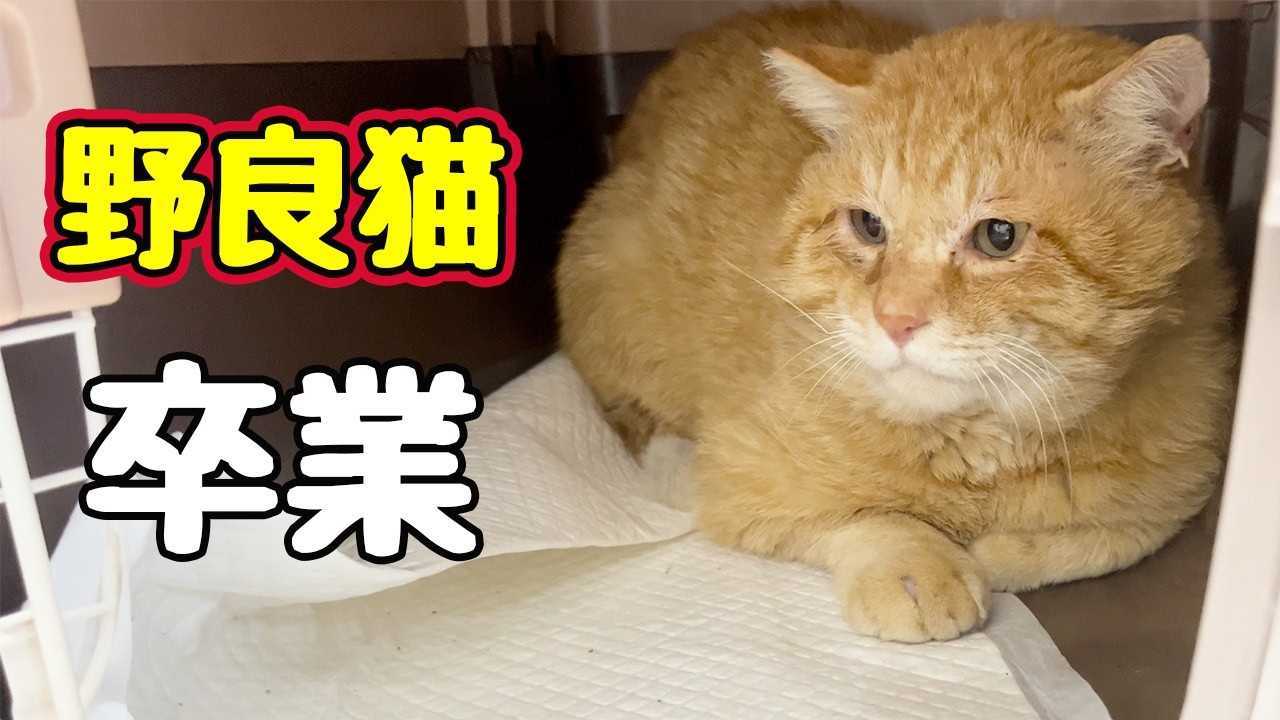 思っていた結果と違うと思いますが…【野良猫】