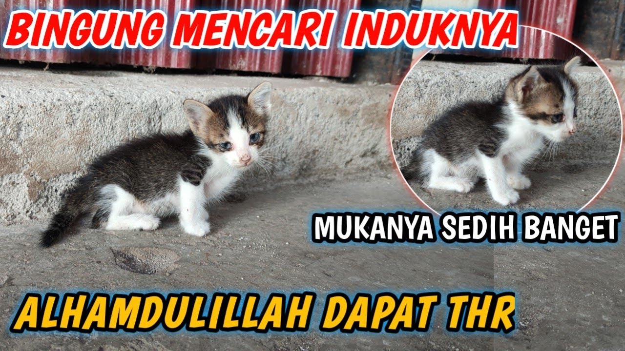 ASTAGHFIRULLAH , NIAT MAU KASIH KUCING PASAR THR KOK JADI BEGINI !!