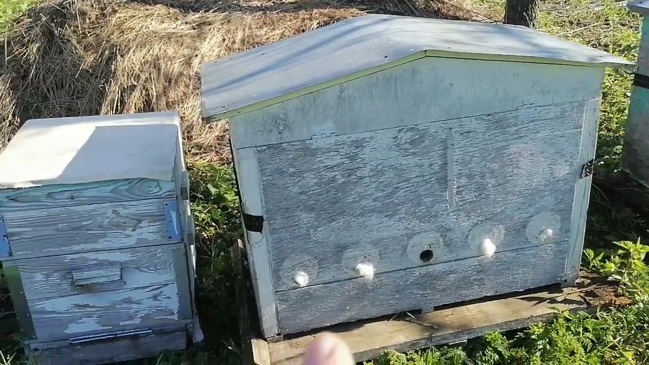 Улей Дадан мой отзыв - ругаюсь. Никогда не буду заниматься этими американскими ульями.