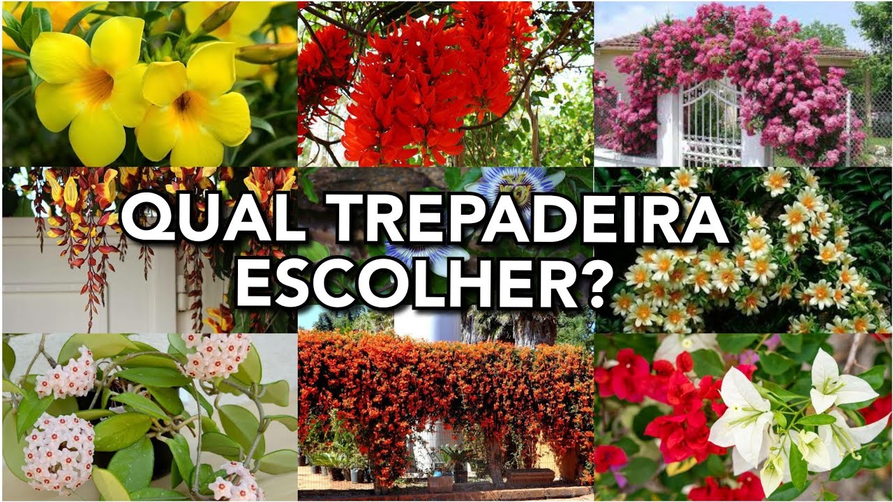 10 OPÇÕES de TREPADEIRAS para usar em seu PERGOLADO, CERCA ou MURO | Bem fácil bem simples