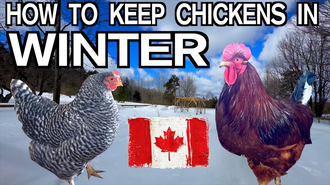 Keeping Chickens In Winter in Canada & Other Cold Climates