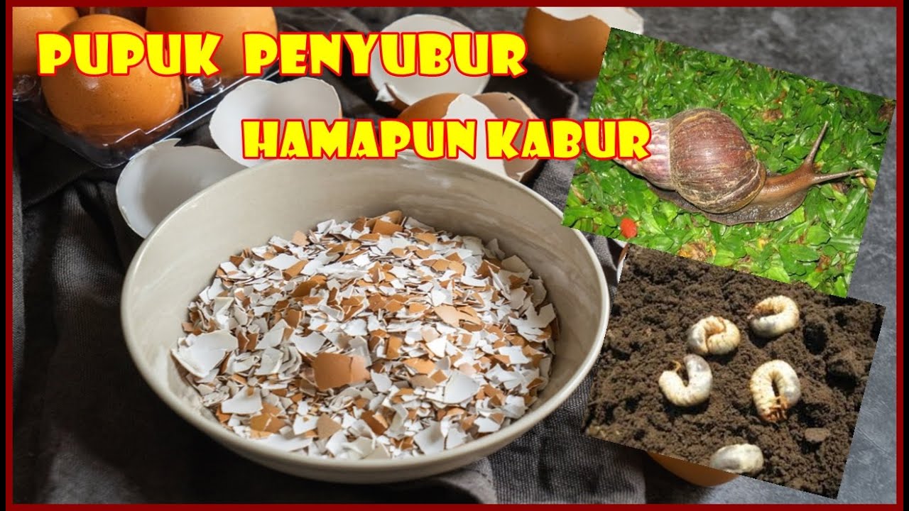 MANFAAT DAN CARA MENGOLAH CANGKANG TELUR MENJADI PUPUK SUPER | HOW TO USE EGGHELLS AS FERTILIZER