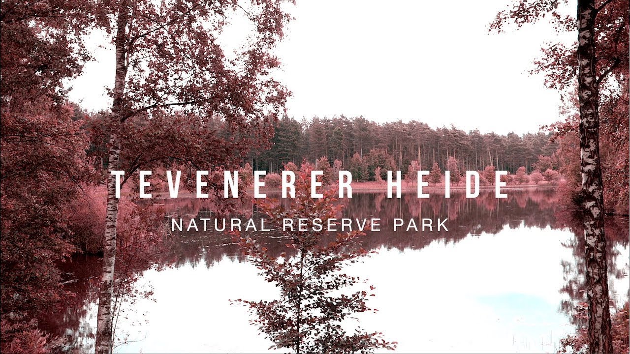 Teverener Heide | Natural Reserve - Germany | 4k