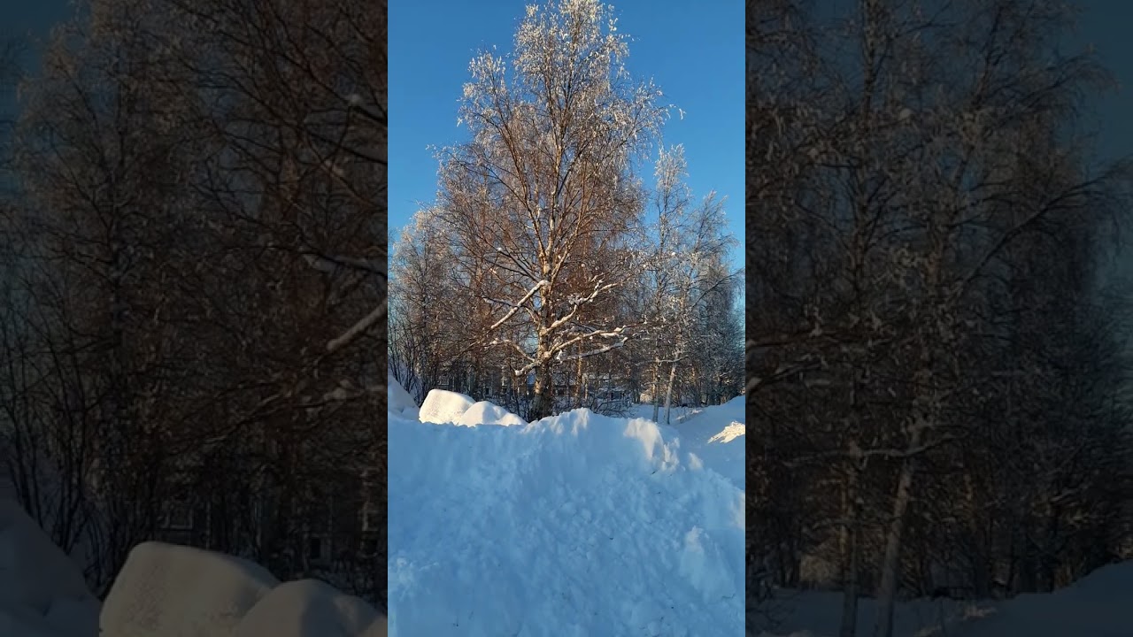 Nu har björkarna fällt snö❄🌲😊