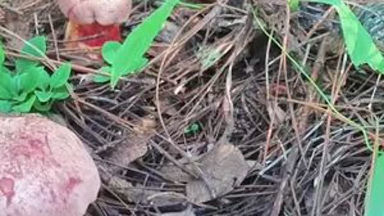 这几天见手青出的太多啦，看见就是一窝一窝的 秋天最后一波菌子抓紧时间是上山了错过等明年了#大自然的馈赠 #又是找菌子的一天 #捅了野生菌的窝了 #云南野生菌子 #捡菌子