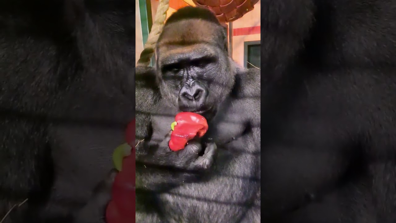 100% Gorilla Eating Compilation Part 1