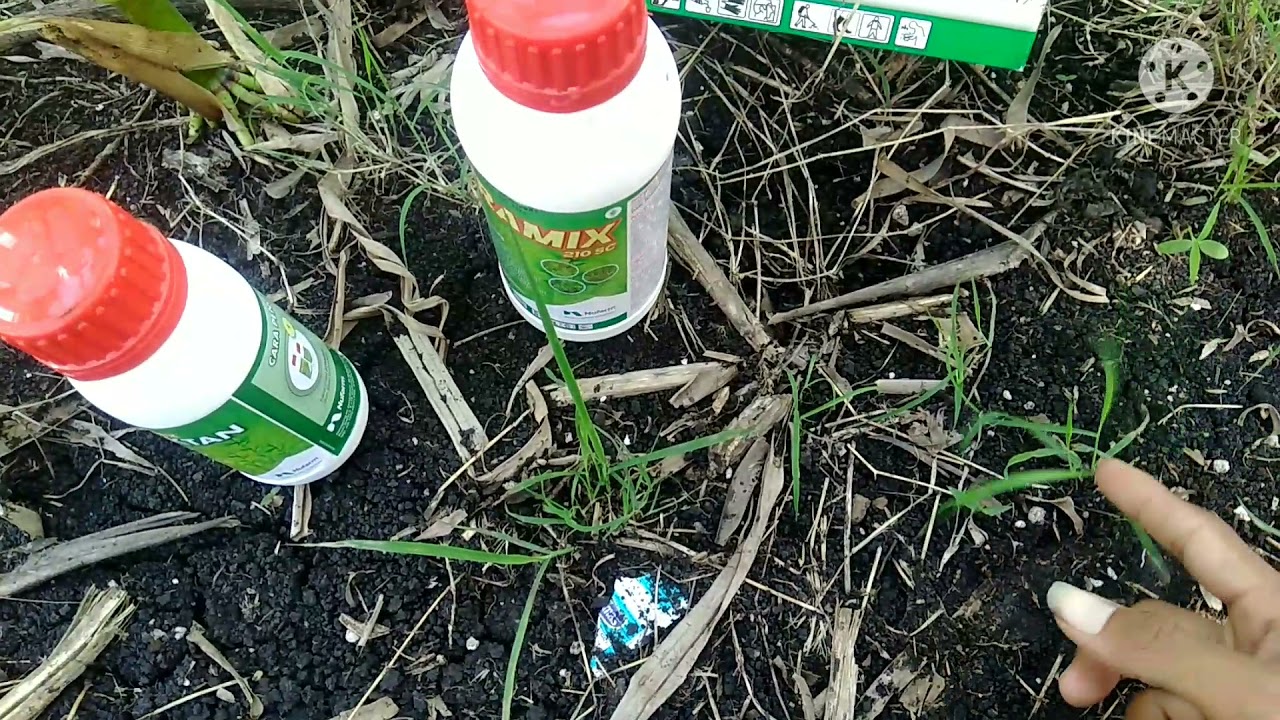 pengendalian rumput liar & katimas pada lahan jagung umur 3 Minggu - 1 bulan menggunakan ATRAMIX.