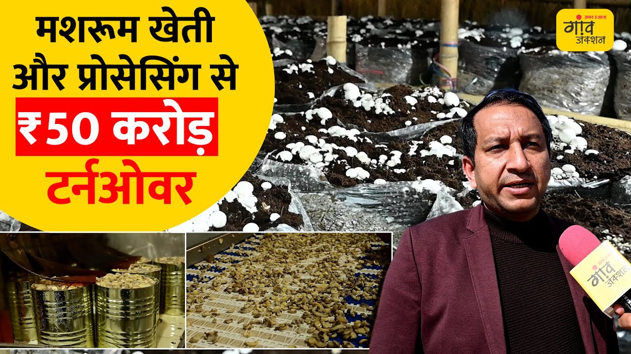 मशरूम की खेती में उल्टा दांव: झोपड़ी से बढ़ी यील्ड, घटा खर्च | Gaon Junction LIVE