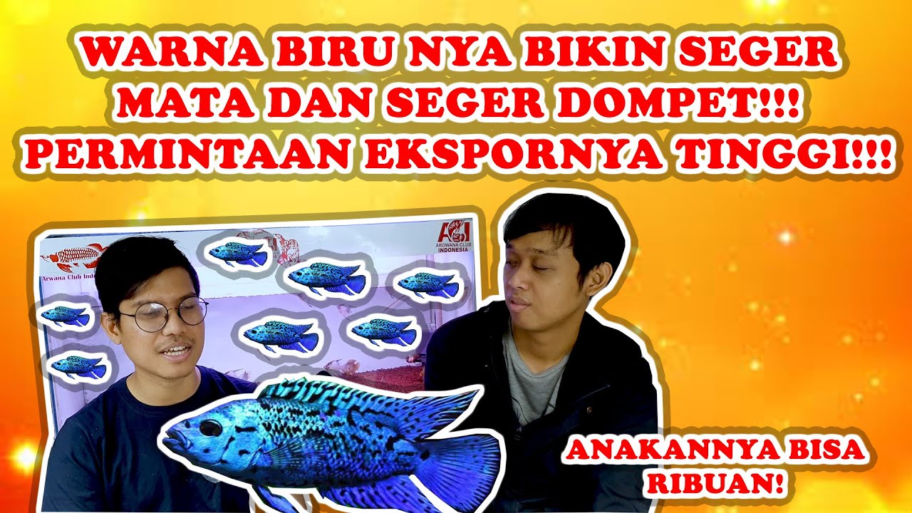 MENGENAL LEBIH DEKAT DENGAN ELECTRIC BLUE JACK DEMSEY/ EBJD,  PERMINTAAN SANGAT TINGGI UNTUK ESKPOR!