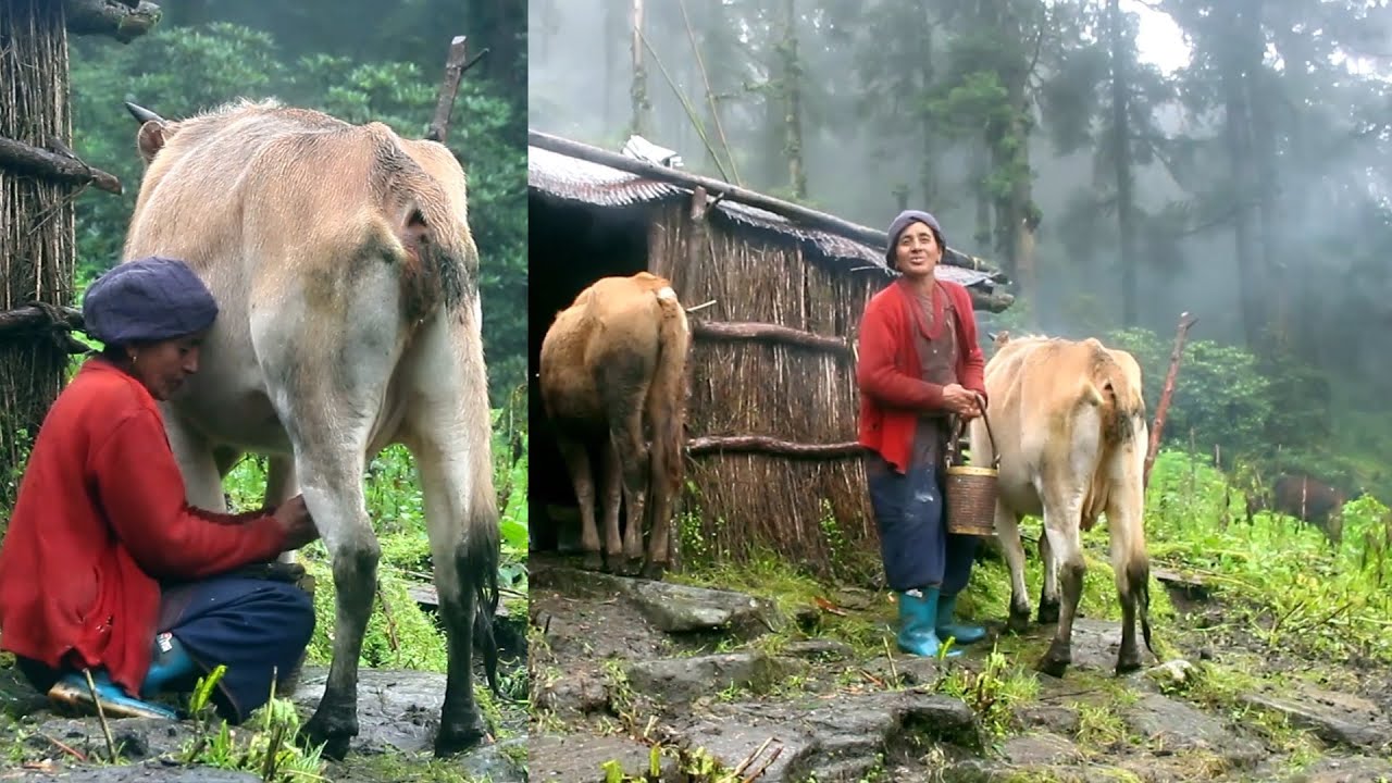 Life With Livestock || video - 31 || Cowherd life in Solukhumbu Jungle side || Rural Nepal ||