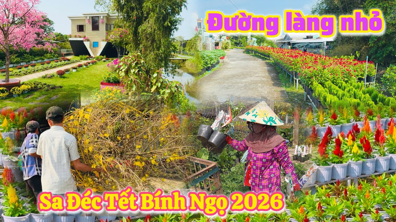 Đồng Tháp| Làng Hoa Sa Đéc Tết 2026 khám phá những con đường nhỏ |TrNQ